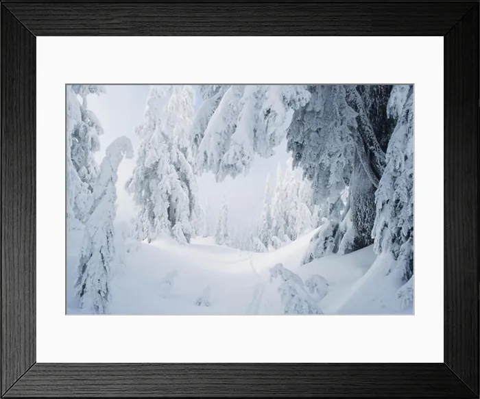 Framed Print : Snow covered trees.Seymour Provincial Park BC Canada Framed Print : Snow covered trees.Seymour Provincial Park BC Canada