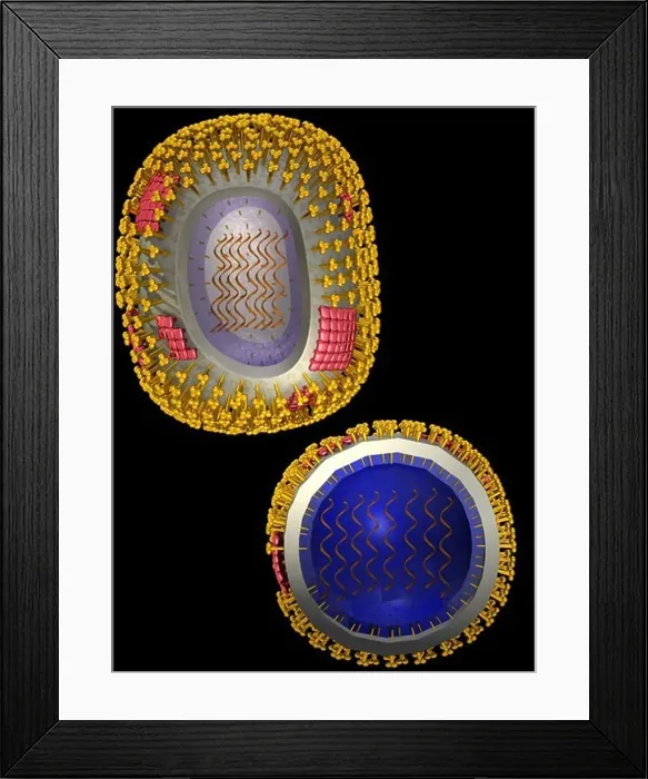 Framed Print : Illustration of the structure of a typical human virus