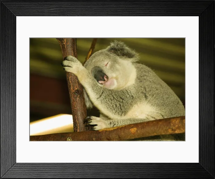 Framed Print : Australia, Queensland, Brisbane. (Fig Tree Pocket): Lone Pine Koala Sanctuary- Koala (phascolarctos cinereus)