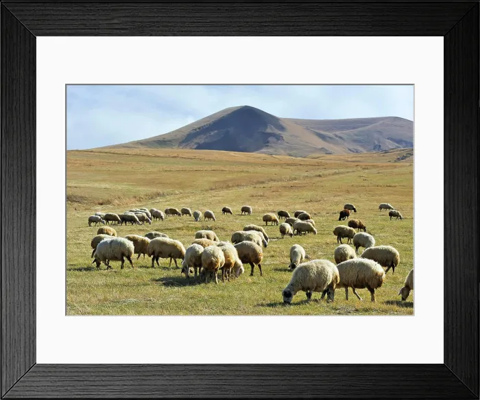 Framed Print : Flock of sheep on the Argitchi plateau Framed Print : Flock of sheep on the Argitchi plateau