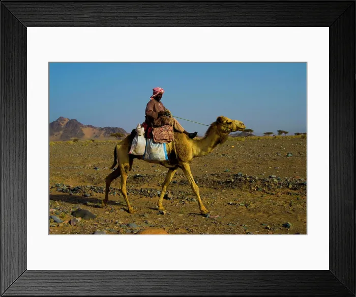 Framed Print : Saudi Arabia, desert near Al Ula, shepherd with his dromerary Framed Print : Saudi Arabia, desert near Al Ula, shepherd with his dromerary