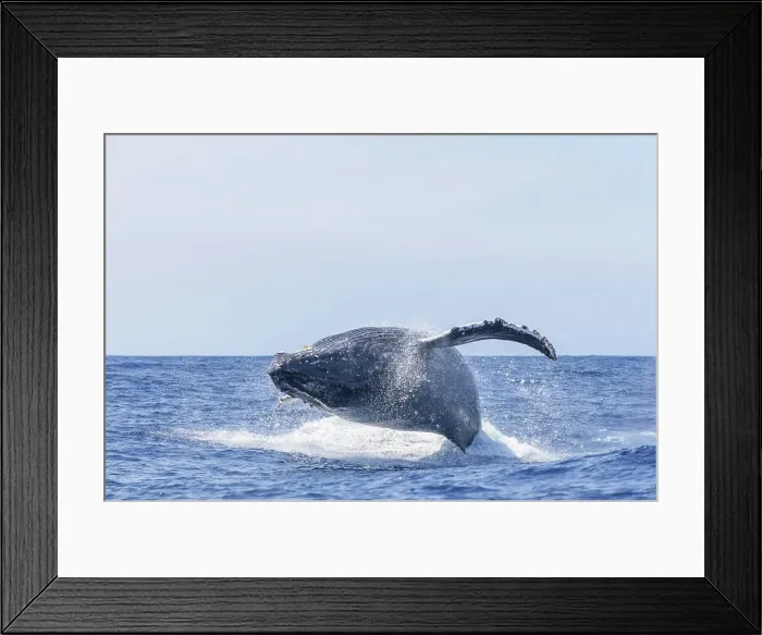 Framed Print : Humpback Whales (Megaptera novaeangliae), near Kona, Big Island, Hawaii Framed Print : Humpback Whales (Megaptera novaeangliae), near Kona, Big Island, Hawaii