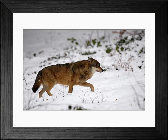 Framed Print : Wolf (Canis lupus), captive, Bavarian Forest National Park, Grafenau, Bavaria, Germany, Europe Framed Print : Wolf (Canis lupus), captive, Bavarian Forest National Park, Grafenau, Bavaria, Germany, Europe
