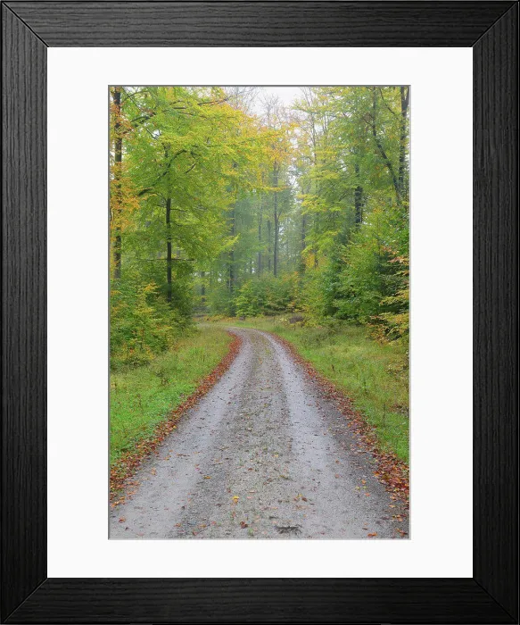 Framed Print : Road through beech forest (Fagus sylvatica) in autumn, Spessart, Bavaria, Germany, Europe. 10 / 14 / 2013 Framed Print : Road through beech forest (Fagus sylvatica) in autumn, Spessart, Bavaria, Germany, Europe. 10 / 14 / 2013