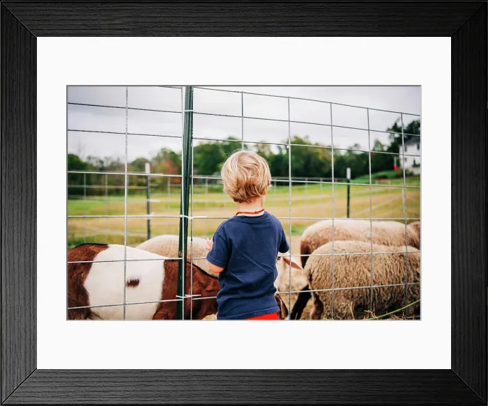 Framed Print : A young child observes goats and sheep through a fence on a farm Framed Print : A young child observes goats and sheep through a fence on a farm