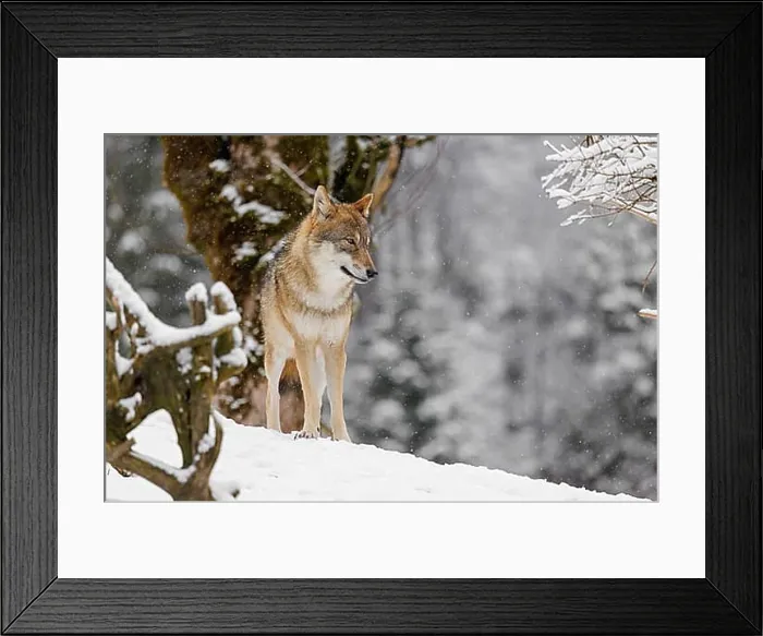 Framed Print : An adult female grey wolf (Canis lupus lupus) stands on a sloping Framed Print : An adult female grey wolf (Canis lupus lupus) stands on a sloping