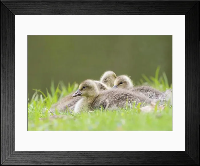 Framed Print : Greylag goose (Anser anser), chicks resting in the grass, Hesse, Germany, Europe Framed Print : Greylag goose (Anser anser), chicks resting in the grass, Hesse, Germany, Europe