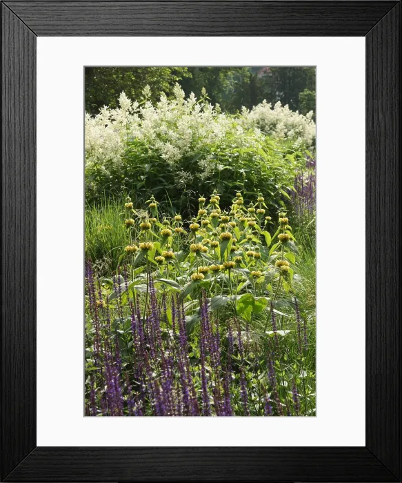 Framed Print : Phlomis russeliana, Russels Brandkraut Framed Print : Phlomis russeliana, Russels Brandkraut