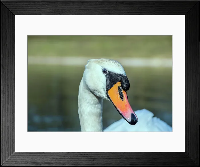 Framed Print : Höckerschwan Höckenschwan am Decksteiner Weiher