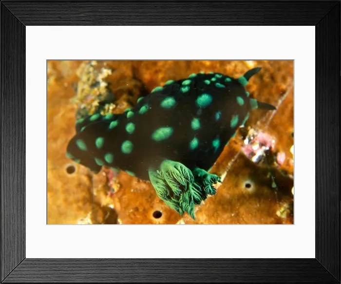 Framed Print : Philippines, Mindoro, Puerto Galera, Polycerid nudibranch (Nembrotha cristata) external gill detail Framed Print : Philippines, Mindoro, Puerto Galera, Polycerid nudibranch (Nembrotha cristata) external gill detail