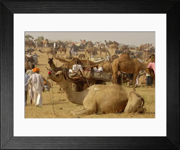 Framed Print : Pushkar camel and livestock fair which takes place in the Hindu month of Kartik (October  /  November)