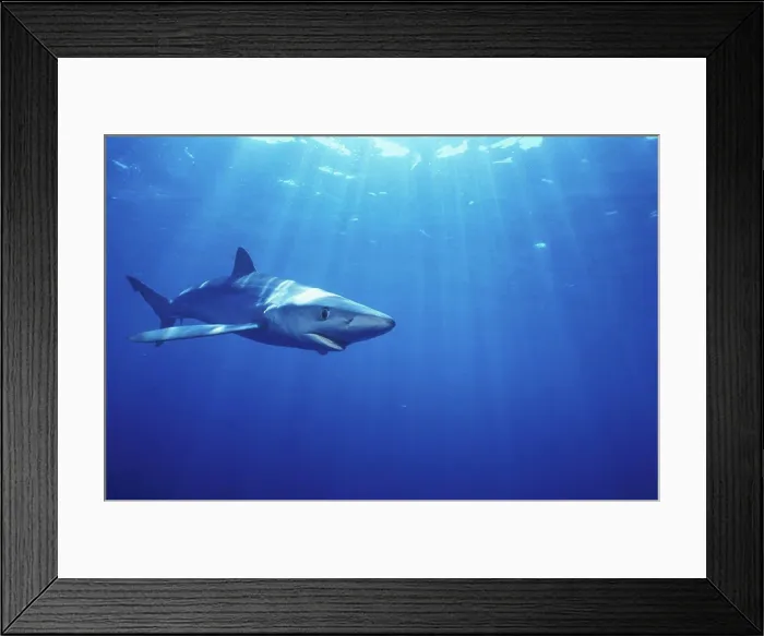 Framed Print : Blue shark swimming off the Cape of Good HopeSouth Africa