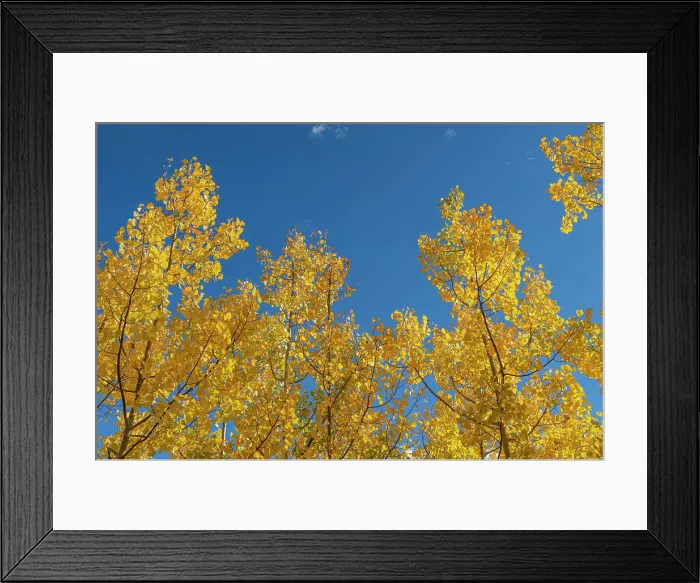 Framed Print : Looking up through the quaking aspen, fall season, Sandia Mountains, Cibola National Forest, New Mexico Framed Print : Looking up through the quaking aspen, fall season, Sandia Mountains, Cibola National Forest, New Mexico