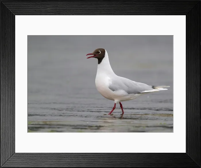 Framed Print : Brown-hooded Gull (Chroicocephalus maculipennis) along the coast of Chile