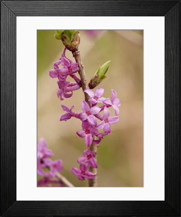 Framed Print : Mezereon (Daphne mezereum) close-up of flowers, Caucasus, Georgia, spring Framed Print : Mezereon (Daphne mezereum) close-up of flowers, Caucasus, Georgia, spring
