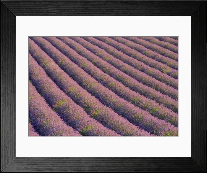 Framed Print : Field of Lavender flowers in Plateau Valensole Provence Framed Print : Field of Lavender flowers in Plateau Valensole Provence