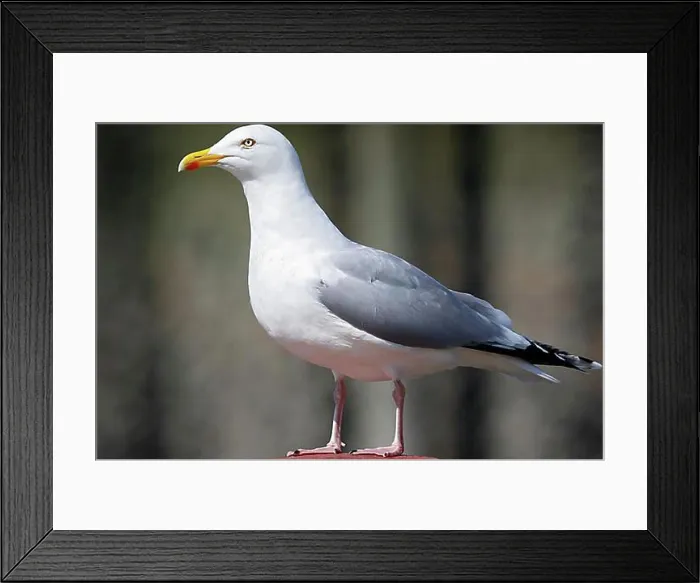 Framed Print : European herring gull (Larus argentatus) Altvogel, Schleswig-Holstein, Germany, Europe Framed Print : European herring gull (Larus argentatus) Altvogel, Schleswig-Holstein, Germany, Europe