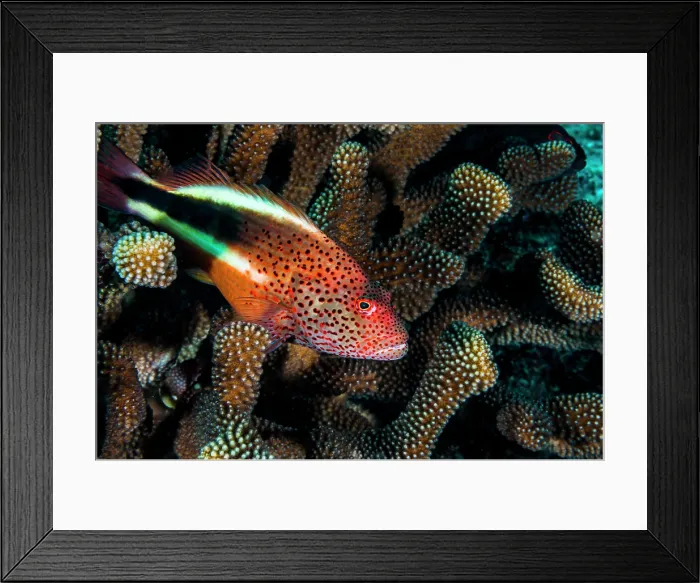 Framed Print : Coral grouper, Kona, Hawaii Framed Print : Coral grouper, Kona, Hawaii