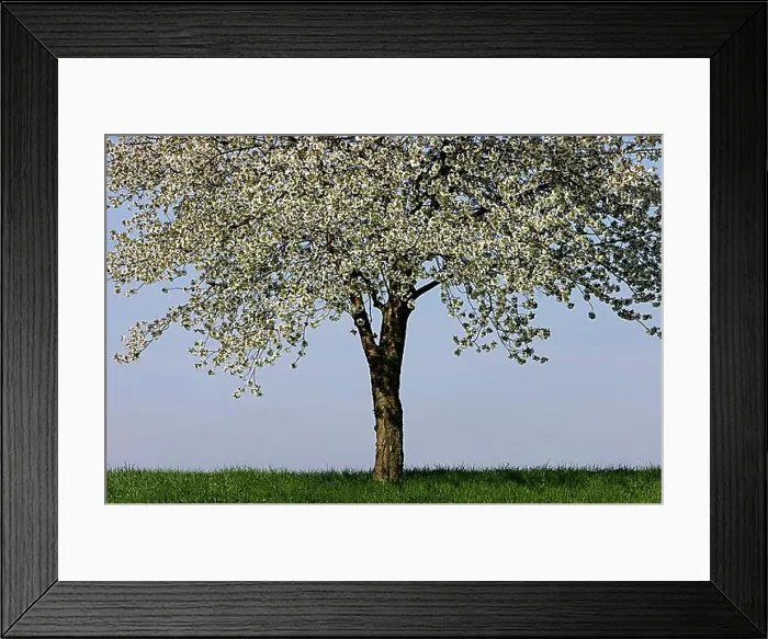 Framed Print : Flowering cherry tree Framed Print : Flowering cherry tree
