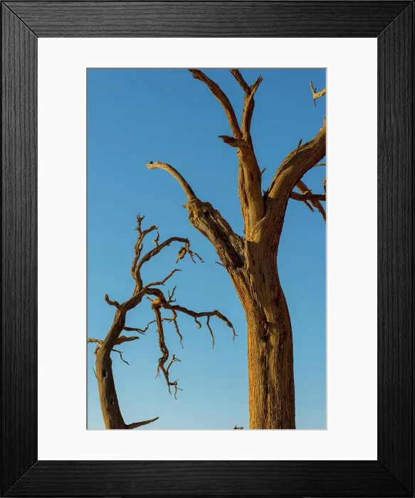 Framed Print : Detail of dead trees in the barren landscape of the private Kulala Wilderness Reserve in the Sossusvlei area, Namibia Framed Print : Detail of dead trees in the barren landscape of the private Kulala Wilderness Reserve in the Sossusvlei area, Namibia