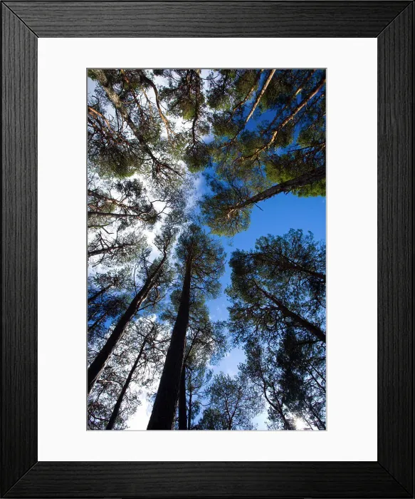 Framed Print : Scotland, Highland, Glen Albyn. Woodland near the Falls of Foyers, on the banks of Loch Ness located in Glen Albyn Framed Print : Scotland, Highland, Glen Albyn. Woodland near the Falls of Foyers, on the banks of Loch Ness located in Glen Albyn