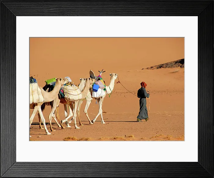 Framed Print : Tuareg walks with camels through the desert Acacus Libya Framed Print : Tuareg walks with camels through the desert Acacus Libya