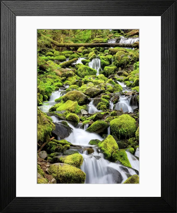 Framed Print : Lush area with small creek. Olympic National Park, Washington, US Framed Print : Lush area with small creek. Olympic National Park, Washington, US