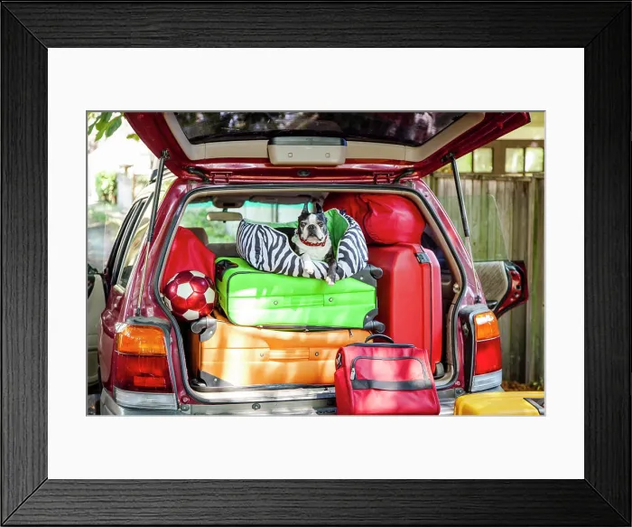 Framed Print : Dog sits atop luggage piled into a packed car