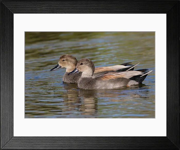 Framed Print : Gadwall (Anas strepera) pair swimming