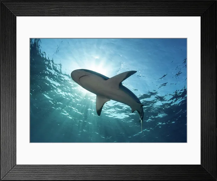 Framed Print : Bottom view of a Caribbean reef shark near the surface with sunrays, Jardines De La Reina, Cuba Framed Print : Bottom view of a Caribbean reef shark near the surface with sunrays, Jardines De La Reina, Cuba