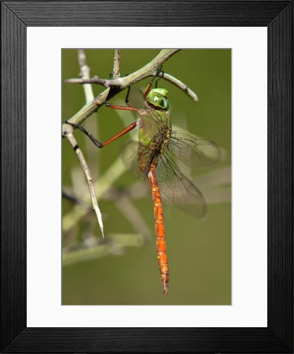 Framed Print : USA, Texas, Austin. Male comet darner dragonfly on branch Framed Print : USA, Texas, Austin. Male comet darner dragonfly on branch