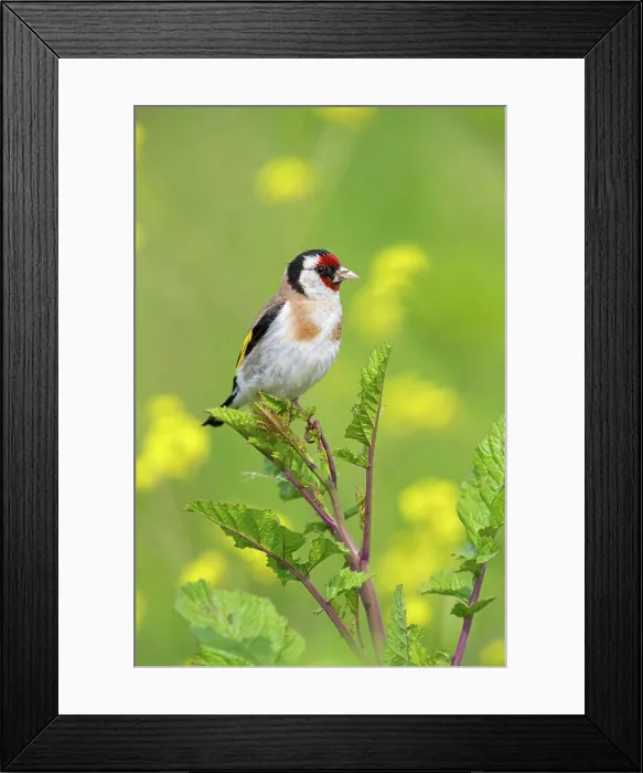 Framed Print : Stieglitz, Distelfink, Carduelis carduelis Framed Print : Stieglitz, Distelfink, Carduelis carduelis