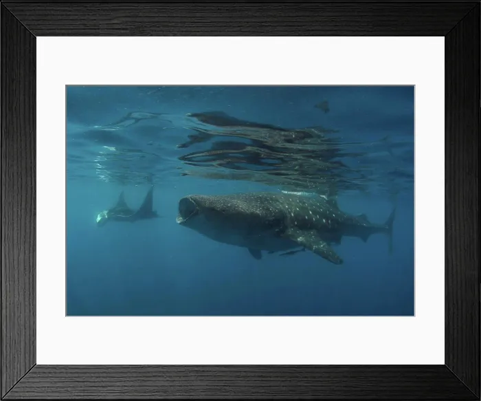 Framed Print : Whale Shark (Rhincodon typus) and Giant Oceanic Manta Ray (Manta birostris ) feeding underwater Framed Print : Whale Shark (Rhincodon typus) and Giant Oceanic Manta Ray (Manta birostris ) feeding underwater