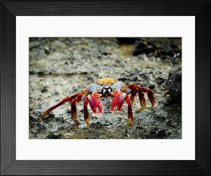Framed Print : Galapagos Islands, Ecuador, Isabela Island. Sally Lightfoot on wet rocks Framed Print : Galapagos Islands, Ecuador, Isabela Island. Sally Lightfoot on wet rocks