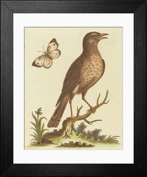Framed Print : George Edwards, Brown Bird with a Butterfly Brown Bird with a Butterfly Framed Print : George Edwards, Brown Bird with a Butterfly Brown Bird with a Butterfly