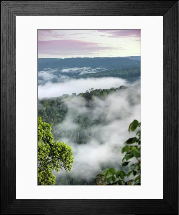 Framed Print : Morning view of lowland dipterocarp forest and mist in the heart of Maliau Basin near Lobah Camp Framed Print : Morning view of lowland dipterocarp forest and mist in the heart of Maliau Basin near Lobah Camp
