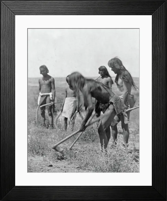 Framed Print : Edward S. Curtis Native American Indians - Group of Hopi Indians using hoes to dig out snakes ca. 1907