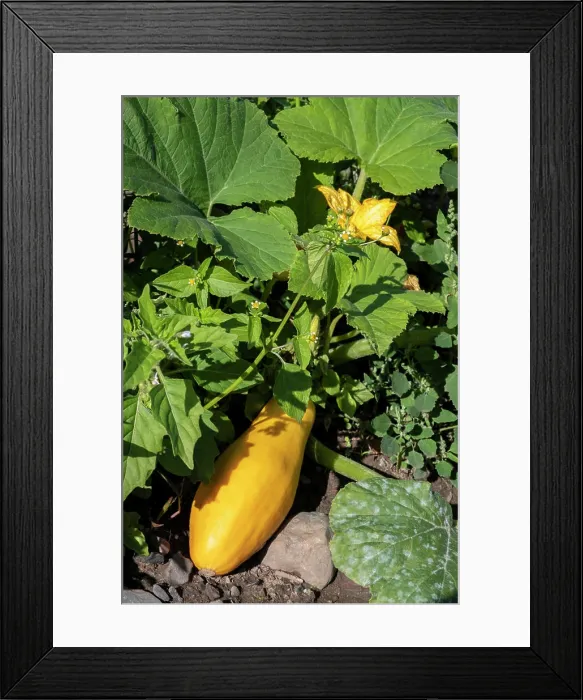 Framed Print : Yellow squash Framed Print : Yellow squash
