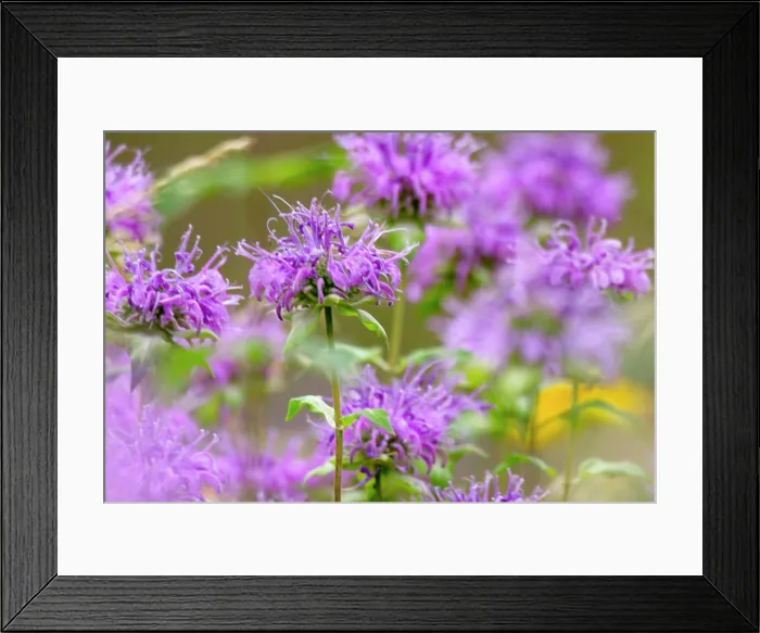 Framed Print : South Dakota. USA. Wild bergamot (Monarda fistulosa) in bloom. Black Hills. Black Hills National Forest Framed Print : South Dakota. USA. Wild bergamot (Monarda fistulosa) in bloom. Black Hills. Black Hills National Forest
