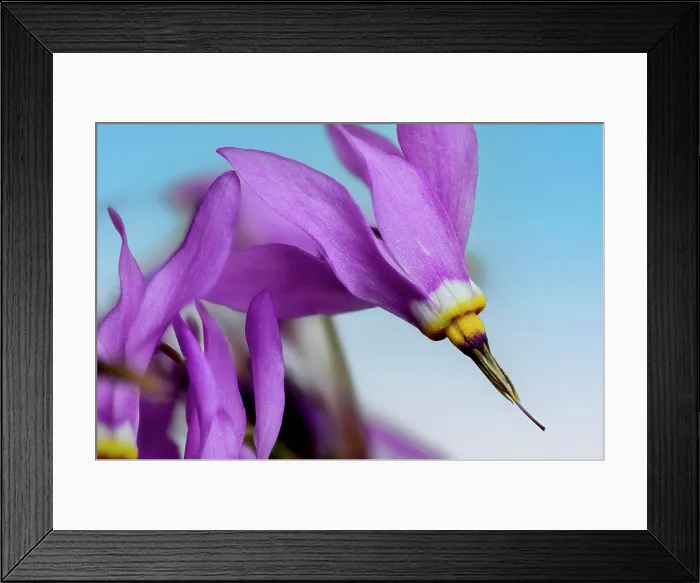 Framed Print : dodecatheon meadia ** dodecatheon meadia 2yo-gyd Framed Print : dodecatheon meadia ** dodecatheon meadia 2yo-gyd