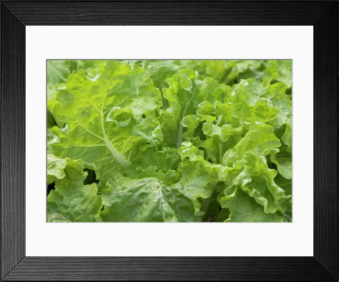 Framed Print : Cuba, Vinales, Finca Agroecologica El Paraiso. Organic farm and restaurant in Vinales Valley Framed Print : Cuba, Vinales, Finca Agroecologica El Paraiso. Organic farm and restaurant in Vinales Valley