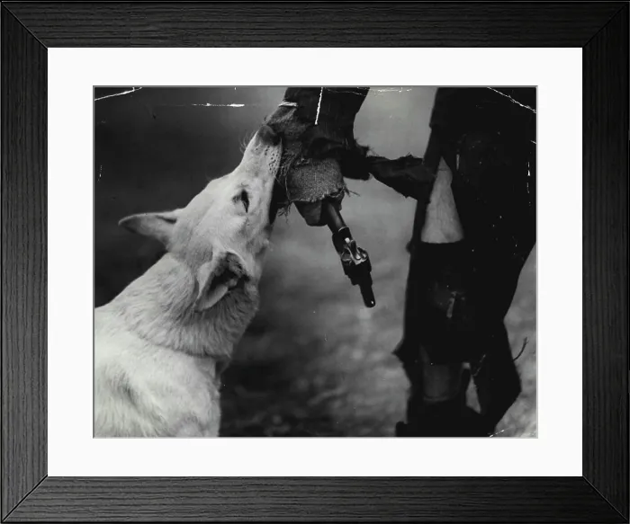 Framed Print : Police dog 'gore' gets her man she has overpowered the would be criminal. October 11, 1937 Framed Print : Police dog 'gore' gets her man she has overpowered the would be criminal. October 11, 1937