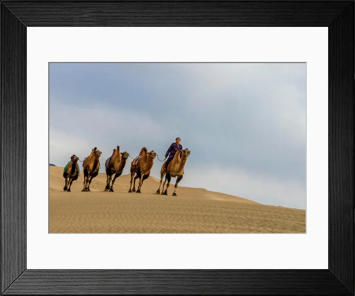 Framed Print : Camel Caravan in the Dunes. Gobi Desert. Mongolia Framed Print : Camel Caravan in the Dunes. Gobi Desert. Mongolia