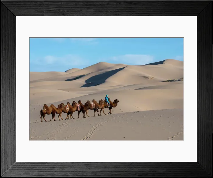Framed Print : A Mongolian herder is riding with Bactrian camels in the Hongoryn Els sand dunes in the Gobi Desert Framed Print : A Mongolian herder is riding with Bactrian camels in the Hongoryn Els sand dunes in the Gobi Desert