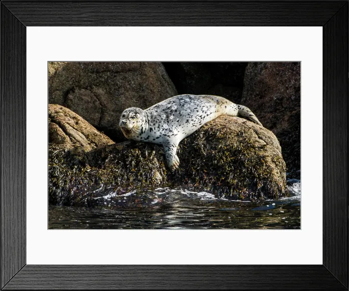 Framed Print : Harbor seal (Phoca vitulina), Resurrection Bay, Kenai Fjords National Park, Alaska, USA Framed Print : Harbor seal (Phoca vitulina), Resurrection Bay, Kenai Fjords National Park, Alaska, USA