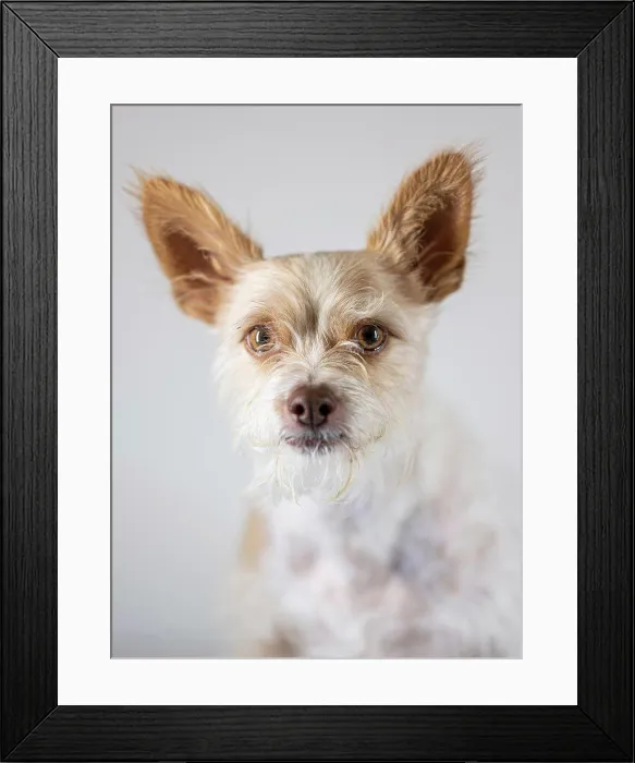 Framed Print : Street dog sits for portrait in Coal Creek Canyon Colorado Framed Print : Street dog sits for portrait in Coal Creek Canyon Colorado