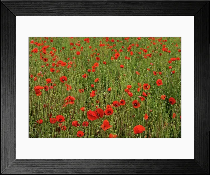 Framed Print : Klatschmohn Papaver rhoeas Klatschmohn, Papaver rhoeas, Field poppy Copyright: xZoonar.com / GerdxHerrmannx 21786542