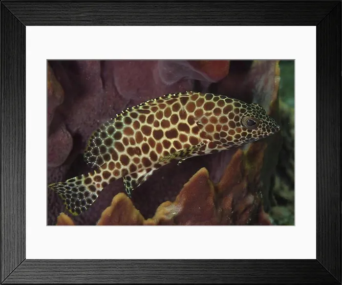 Framed Print : Honeycomb grouper (Epinephelus merra) Framed Print : Honeycomb grouper (Epinephelus merra)