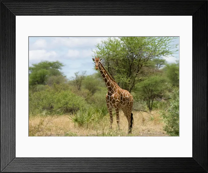 Framed Print : Africa, Kenya, Meru National Park, reticulated giraffe in the tall grassland Framed Print : Africa, Kenya, Meru National Park, reticulated giraffe in the tall grassland