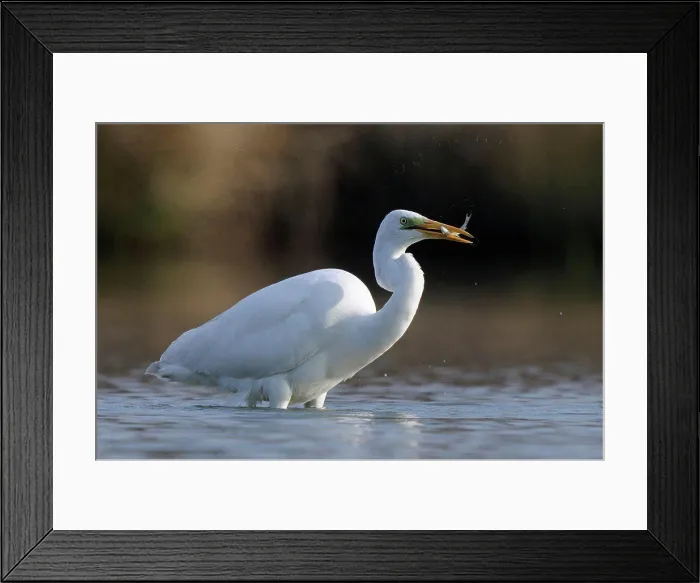 Framed Print : Great Egret with captured prey Framed Print : Great Egret with captured prey